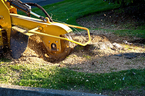  Park City, UT Tree Service Pros